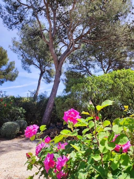 La Californienne Villa Carqueiranne Ngoại thất bức ảnh